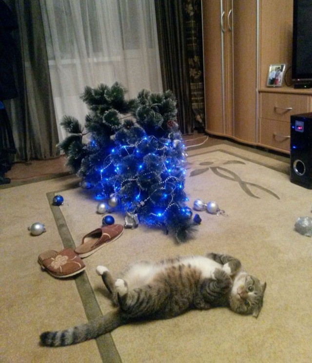 Прикольных котов пост