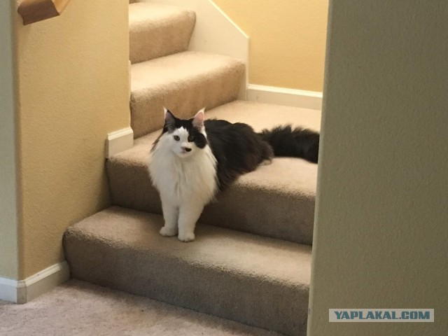 Котовторник 27.11.2018