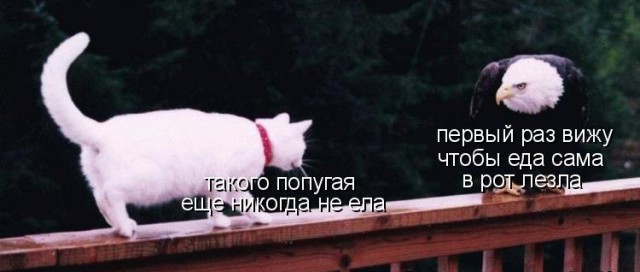 Подборка интересных и веселых картинок 26.11.18