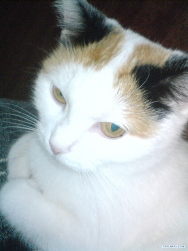 Котовторник 17.04.2012