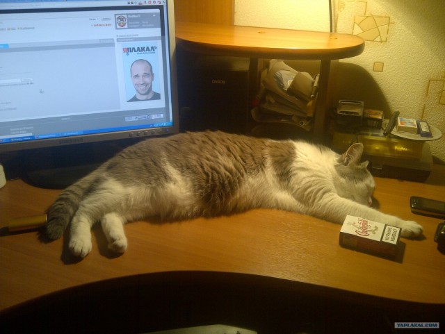 Котовторник 1 мая 2012