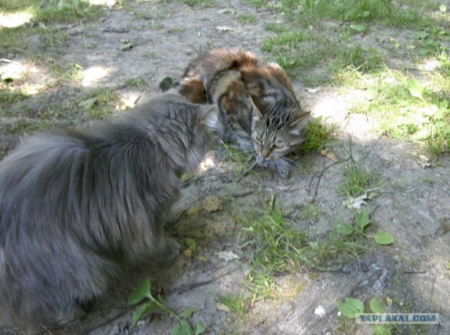 Котовторник 22.05.2012