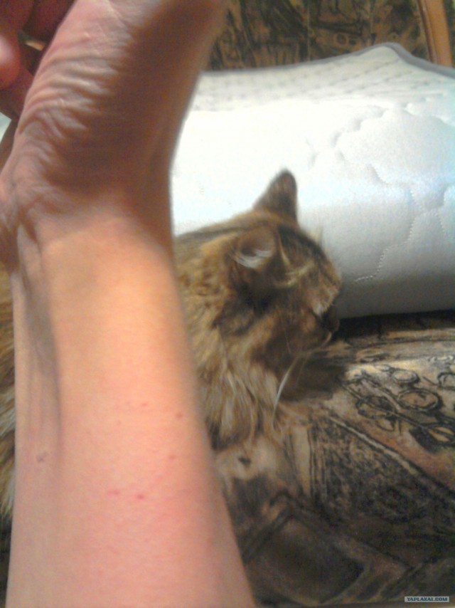 Котовторник 30.10.2012