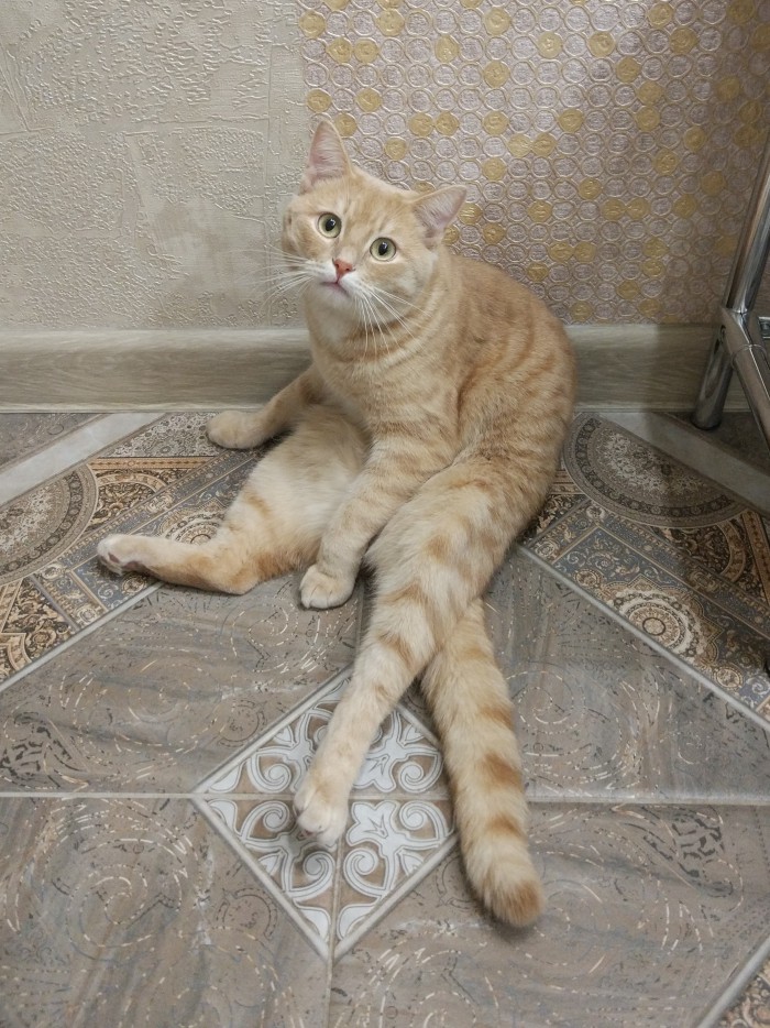 Девять причин, почему вам срочно надо завести кота