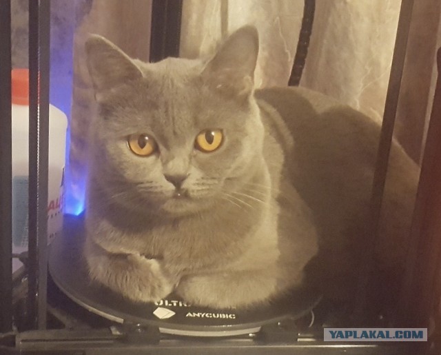 Котовторник 28.01.2020