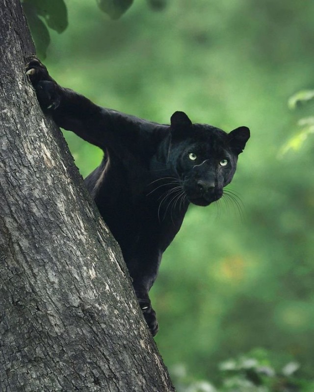 Фотограф два года снимал чёрных пантер