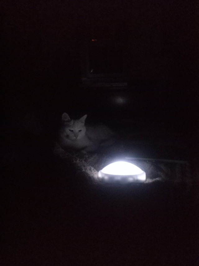 Мемный кот