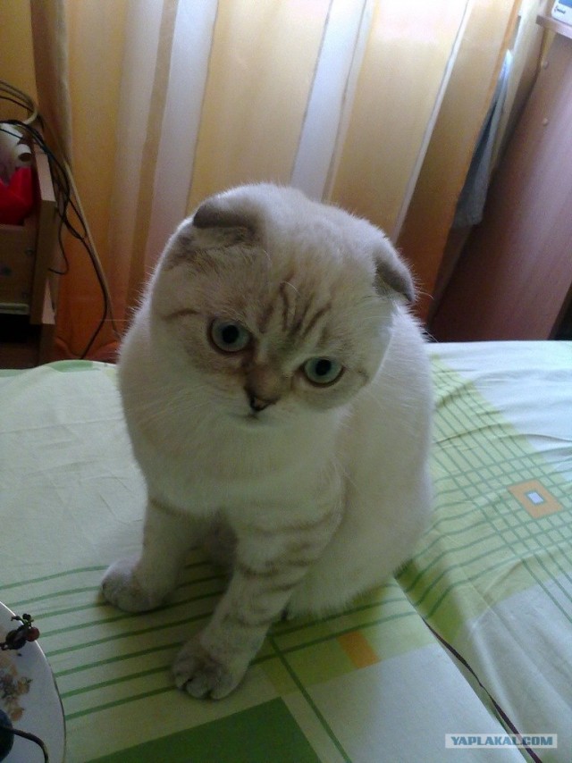 Погладь кота.