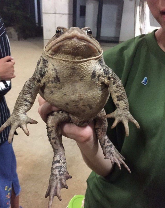 Калейдоскоп картинок