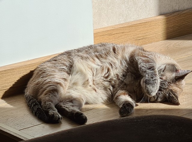 Вторник. Кото-вторник...