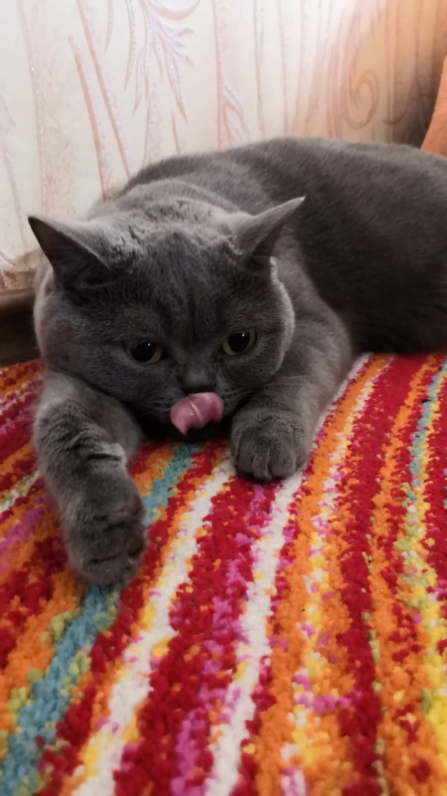 Вторник-кото