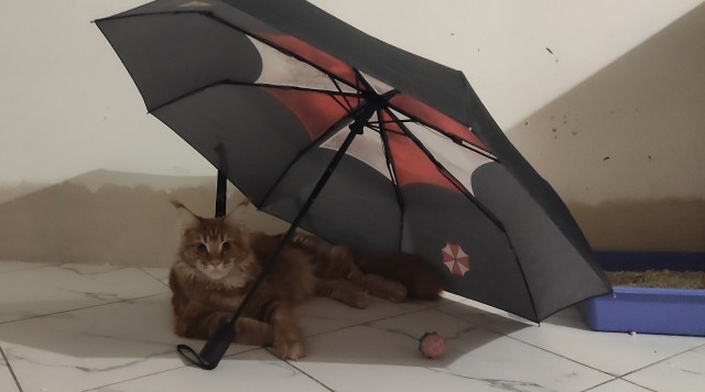 Здравствуйте