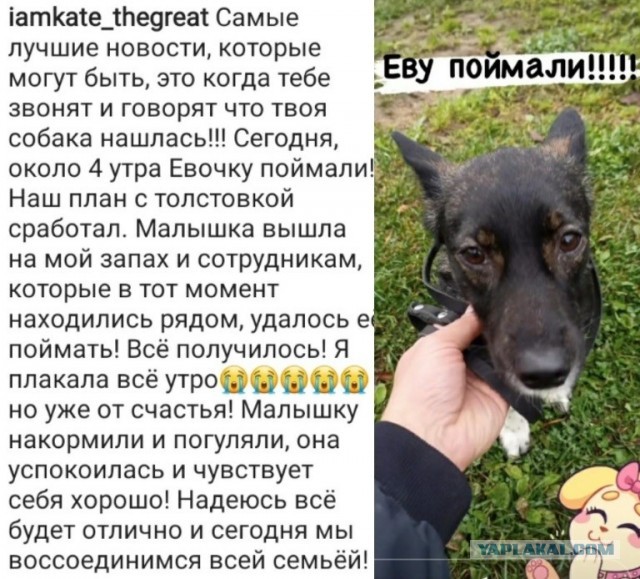 Сотрудники аэропорта Домодедово потеряли собаку, которая должна была лететь в Симферополь