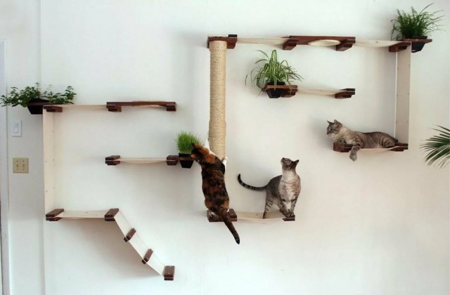 Котенок Ричард