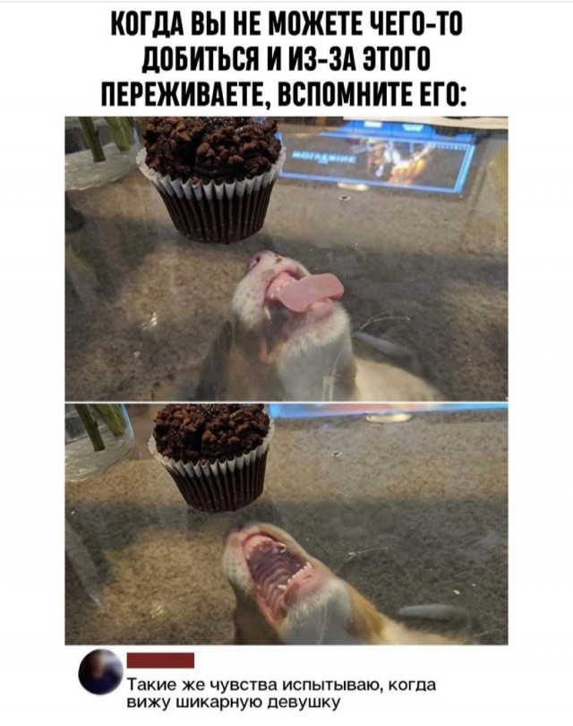Юмор и прикольные картинки 11.10.2021