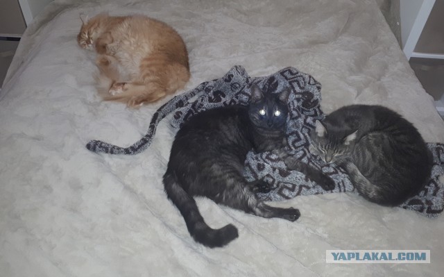 Котовторник