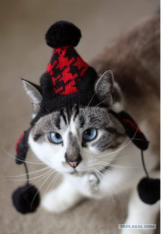 Солнце котовторника уже встало, Господа!