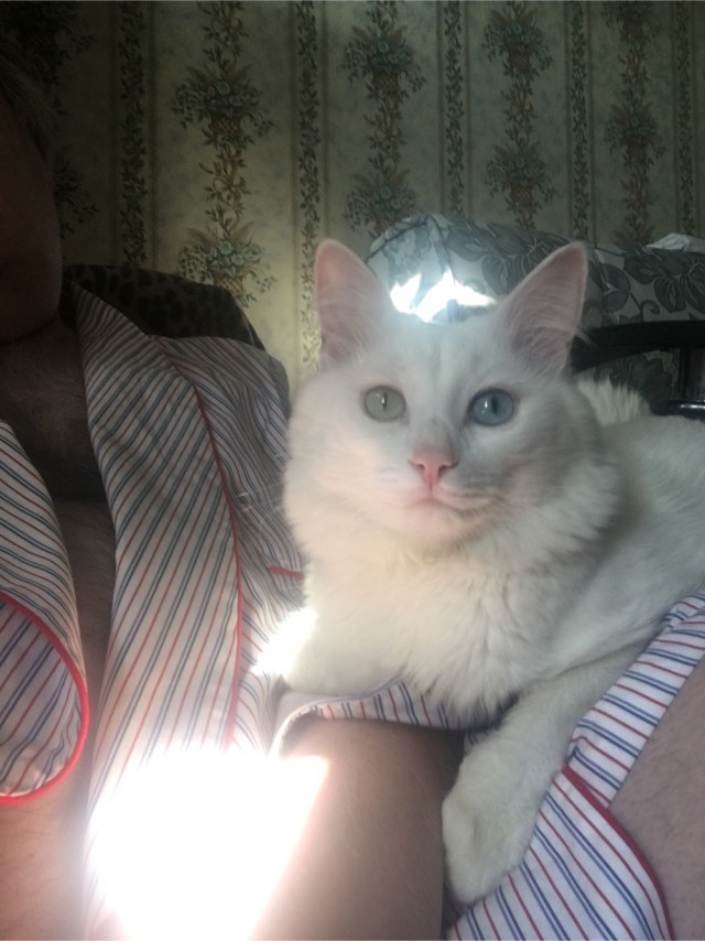 Забастовка кота, которому 20 минут не дают еды