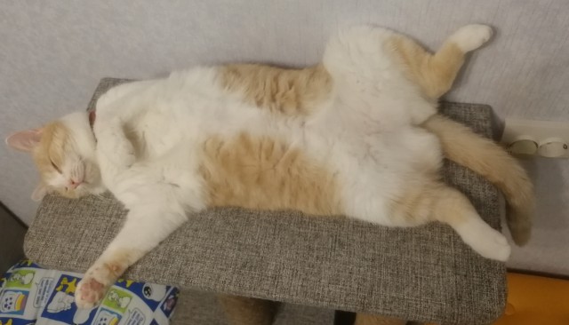 Котовторник 21.12.21