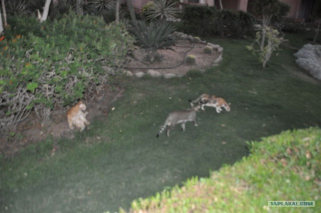 Как я ездил в Египет