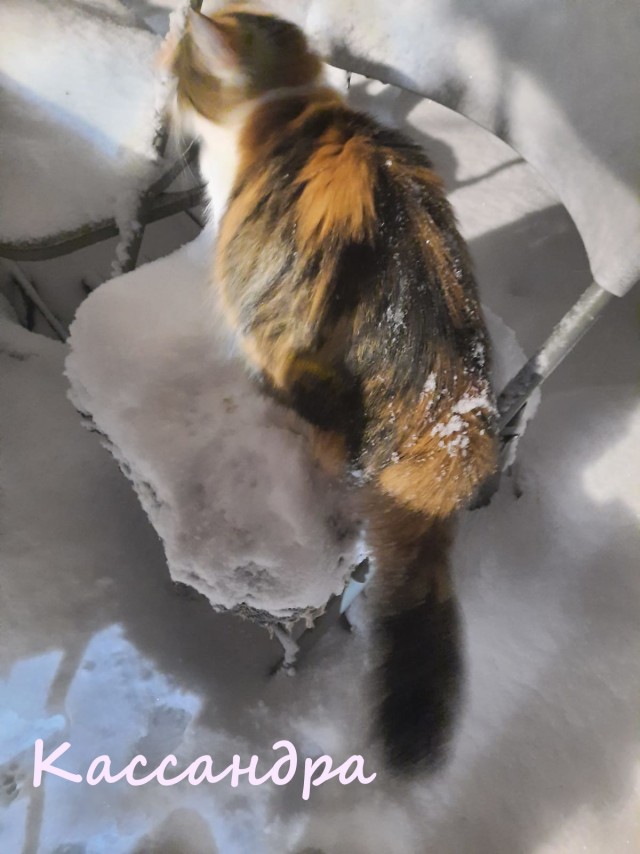 Жизнь домашнего приюта "Котоленд" 367