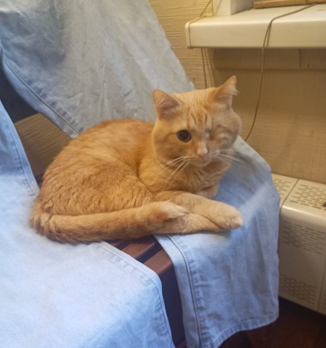 Котовторник Рыжих