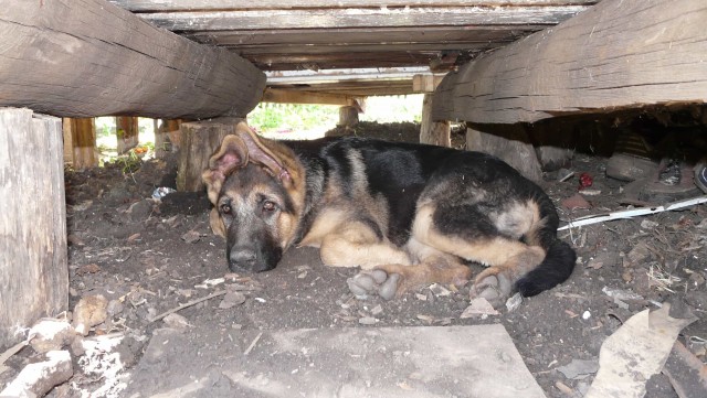 Черный собако-четверг