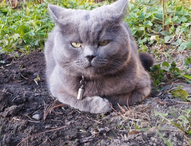 Кот, который смотрит на собак, как на свою добычу