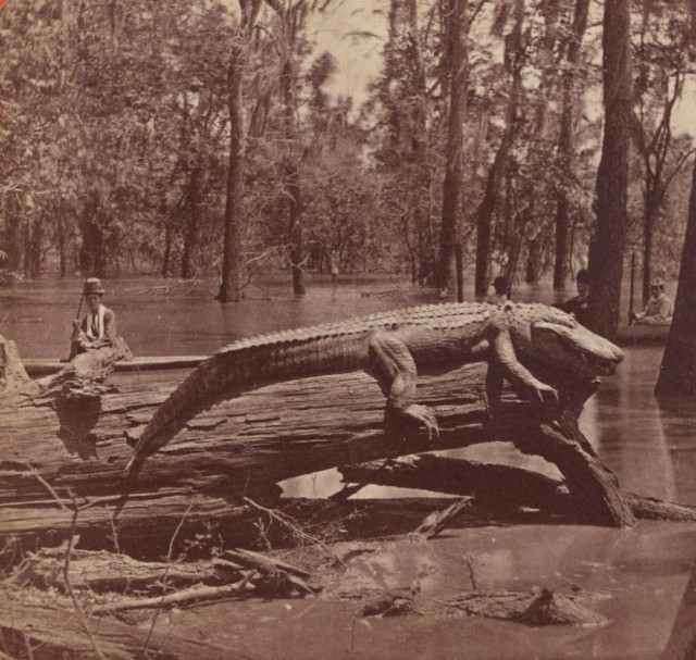 ФотоВинегрет