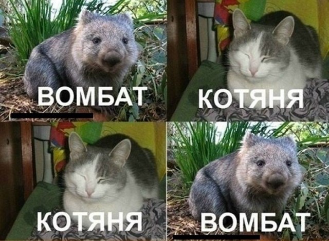 Ещё немного о смертоносной заднице вомбата