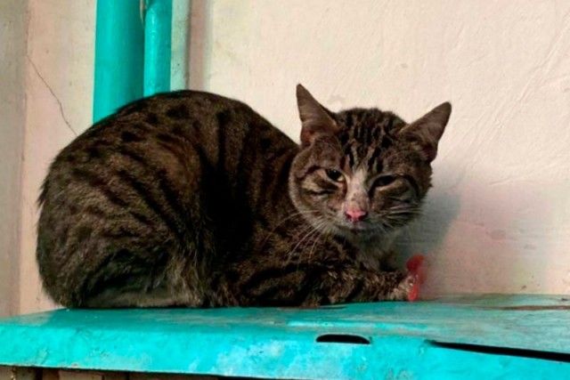 В Карачаево-Черкесии коты опрокинули кулер и устроили пожар в квартире