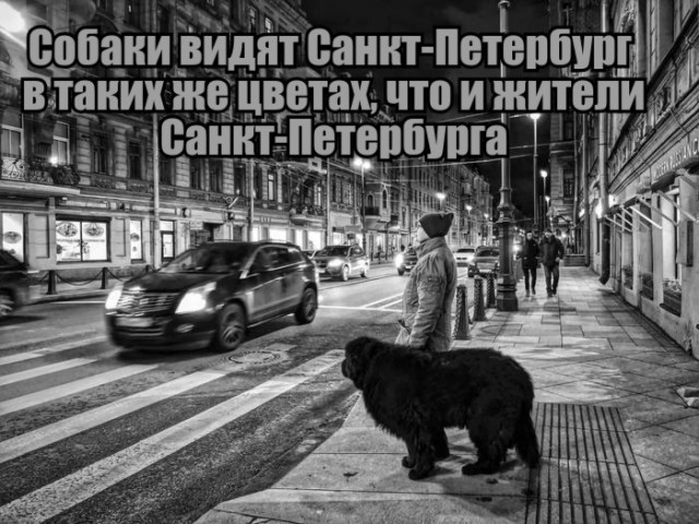 Собаки в Питере