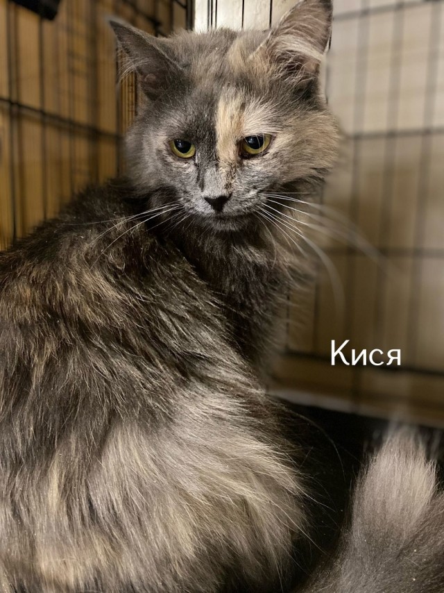 Жизнь домашнего приюта "Котоленд" 493
