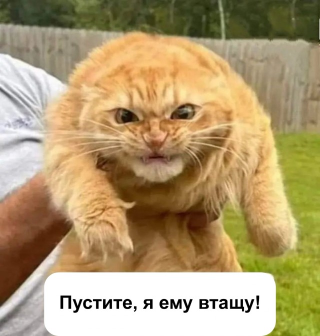Предостережение котоводам, или как вытащить котика с радуги.