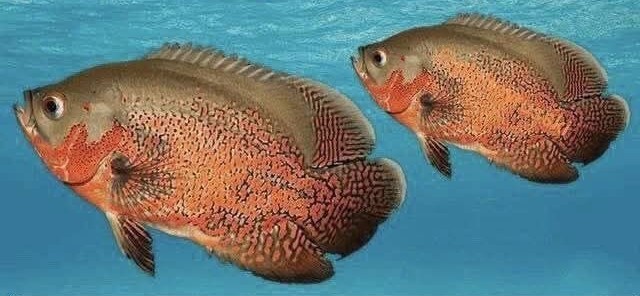 Твоему мозгу кажется...