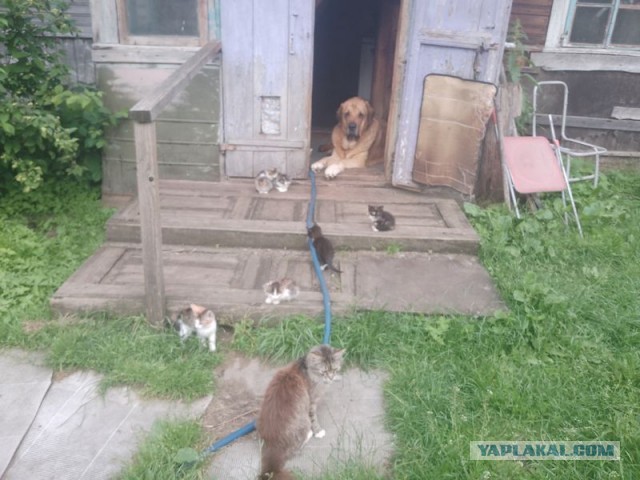 Жизнь домашнего приюта для котеек 548
