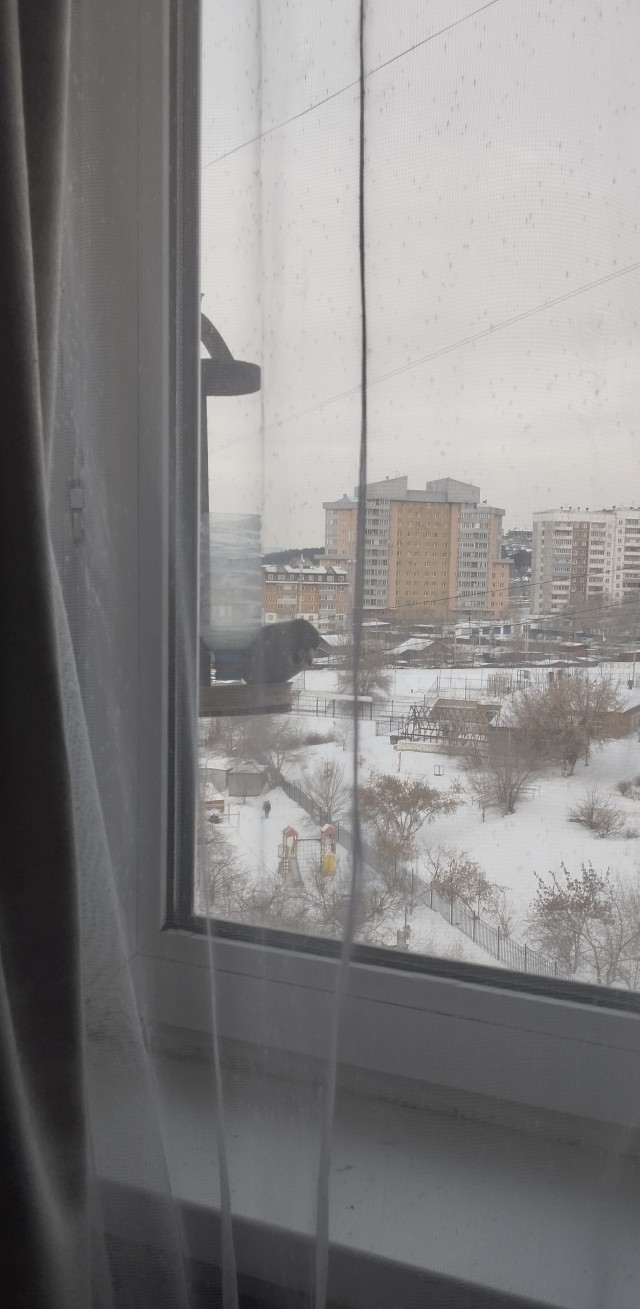 Щуры вернулись в Москву спустя сто лет.