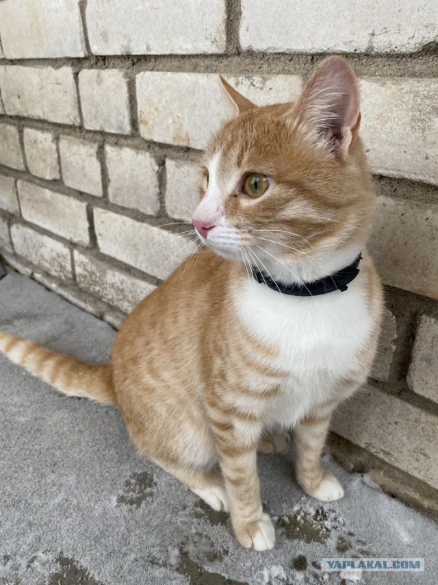Наши коты
