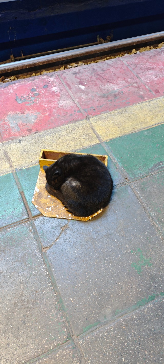 Котовторник 29.09.2026