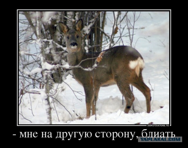 Сообразительный пилот