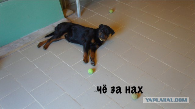 Собакочетверг 17.10.2013