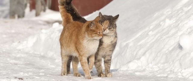 Польза от котов