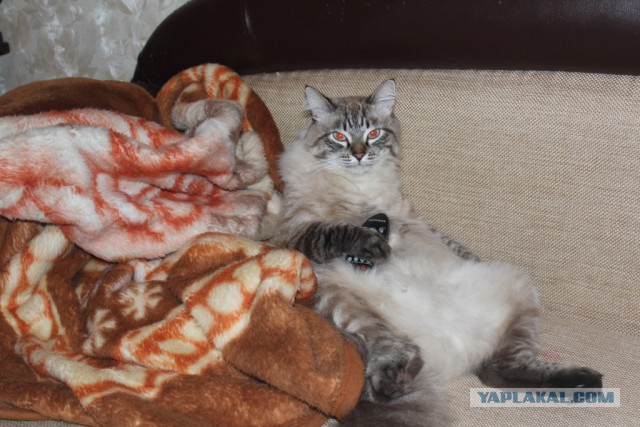 Котовторник 04.03.2014