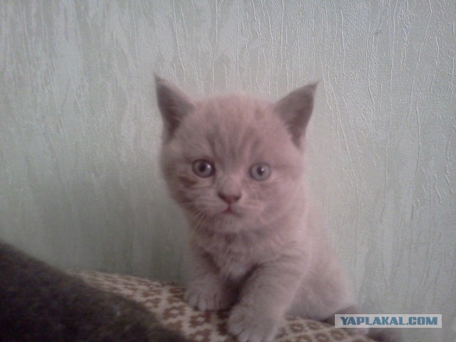Котовторник  08.07.2014