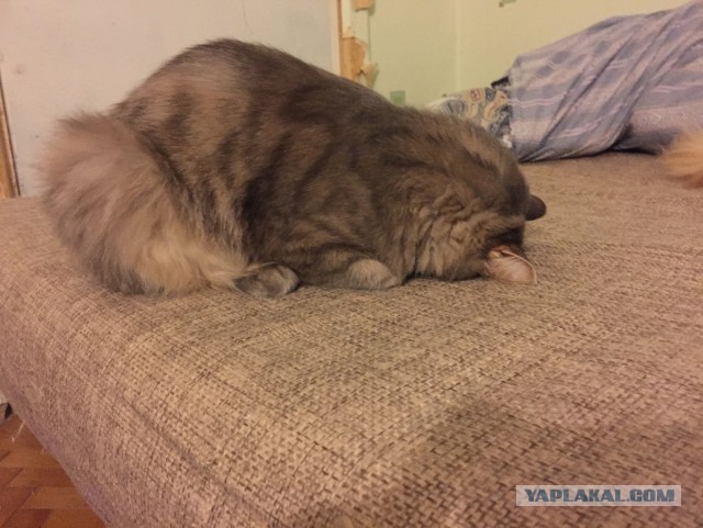 Котовторник 15-09-2015 !