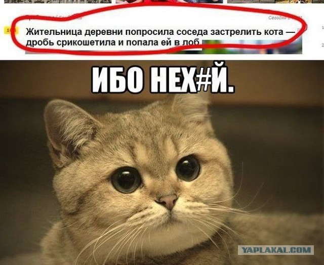 Прикольные фото и картинки