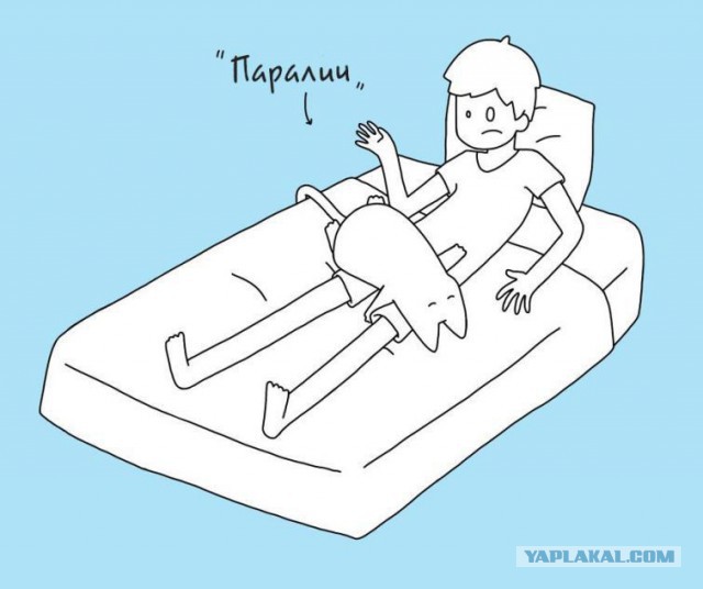 10 кошачьих поз для сна