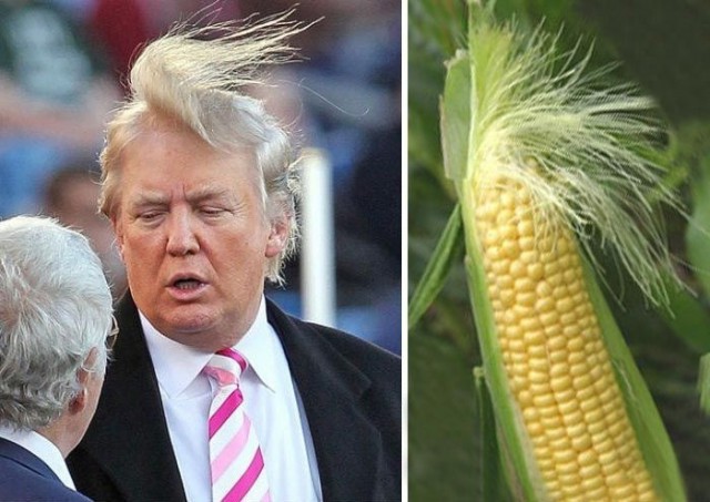 "Я нашёл место, где Дональд Трамп выращивает свои волосы"
