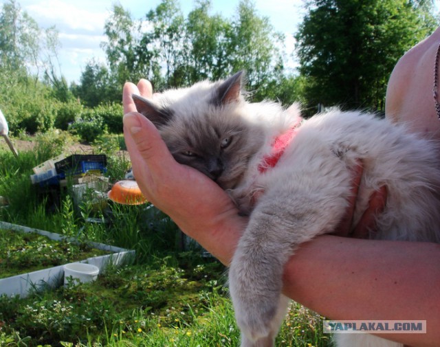 Выборка фотогеничных котэнов