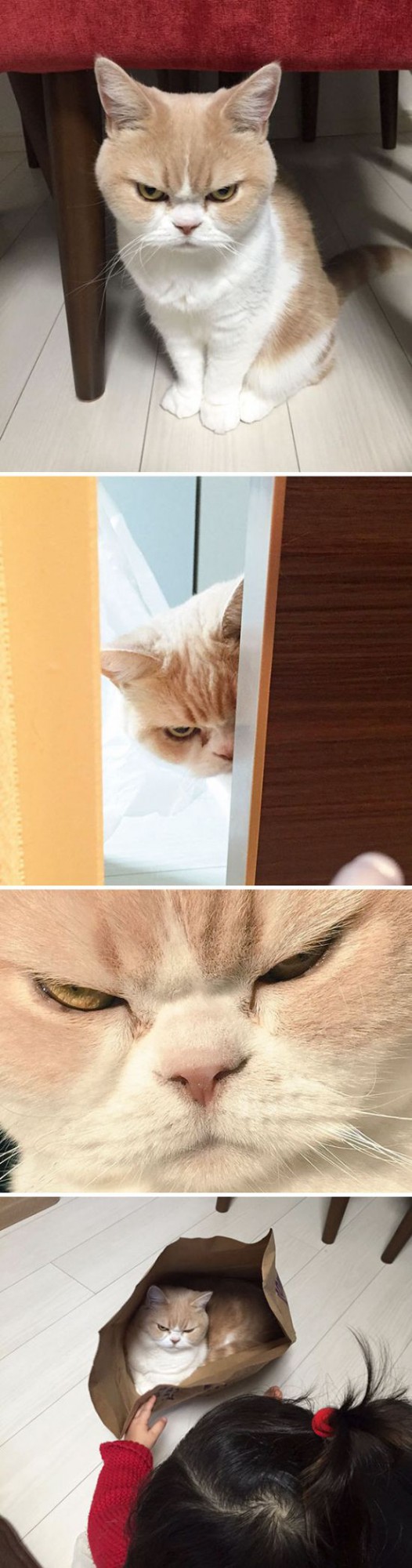 Коты и Кошки